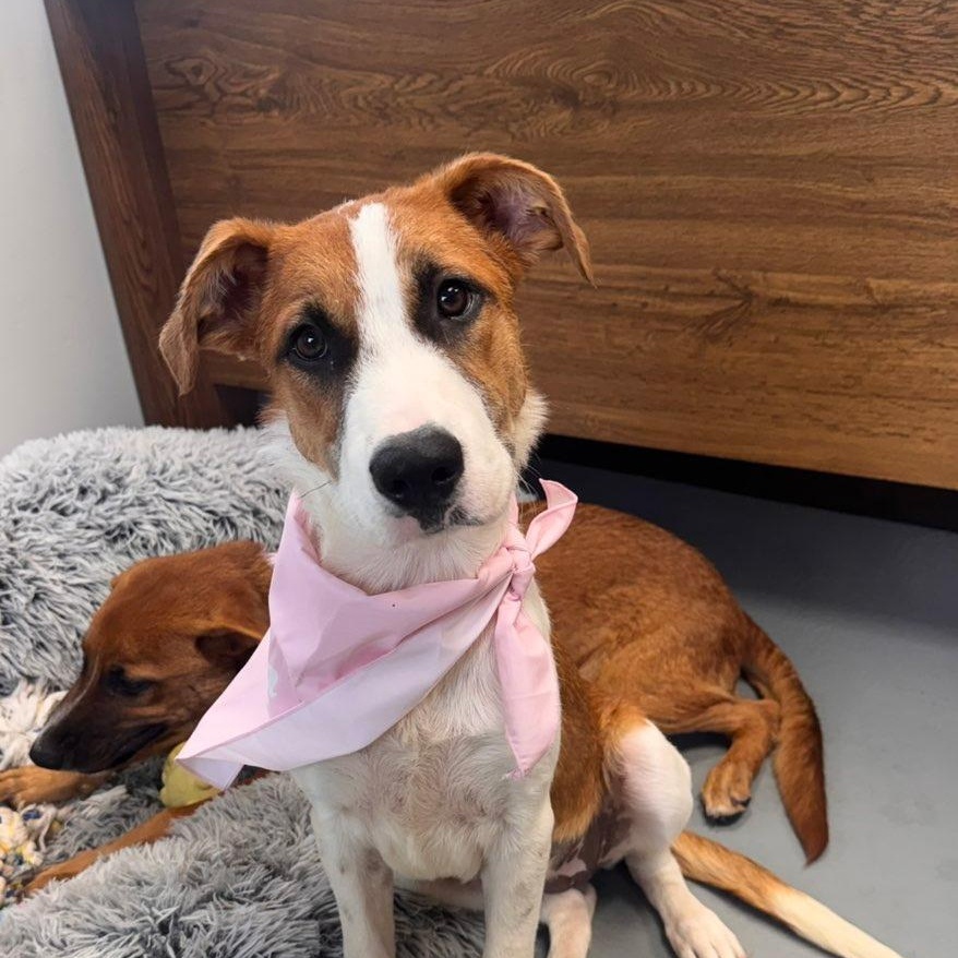 Enlarge Celine, a Adoptable mixed breed in Zimmerman, MN image 1/4
