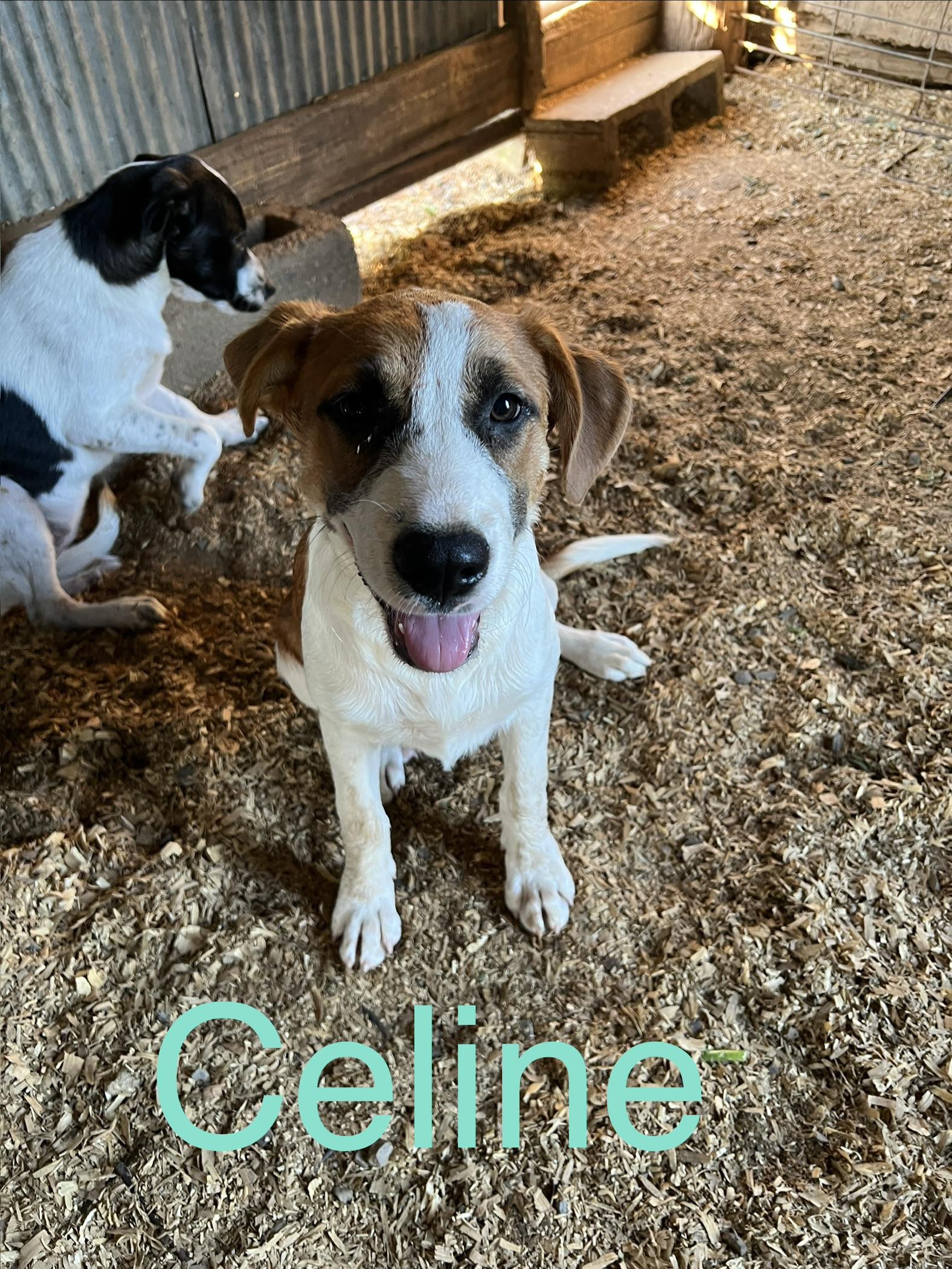 Enlarge Celine, a Adoptable mixed breed in Zimmerman, MN image 4/4