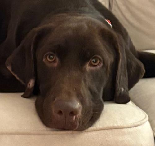 Enlarge Ginger #38, an adopted Chocolate Labrador Retriever in Killingworth, CT image 2/5