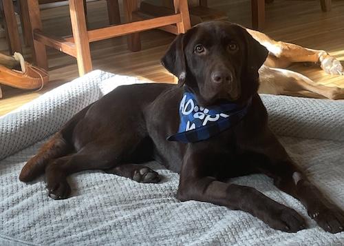 Enlarge Ginger #38, an adopted Chocolate Labrador Retriever in Killingworth, CT image 4/5