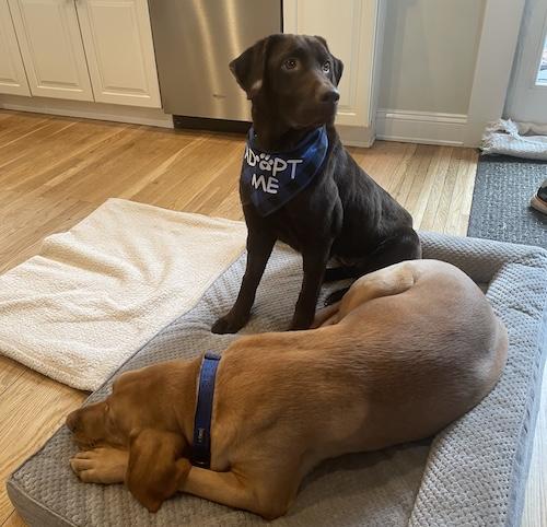 Enlarge Ginger #38, an adopted Chocolate Labrador Retriever in Killingworth, CT image 5/5