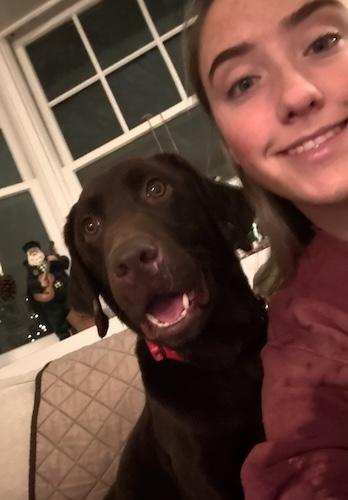 Ginger #38, ADOPTABLE, Adult Female Chocolate Labrador Retriever.