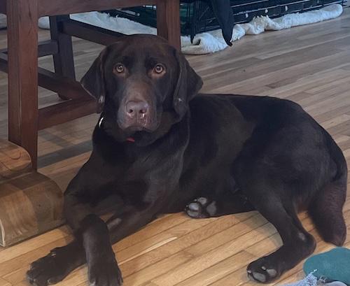 Enlarge Ginger #38, an adopted Chocolate Labrador Retriever in Killingworth, CT image 3/5
