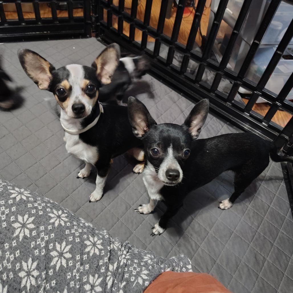 Enlarge Sweetie Pie, an adopted Chihuahua in Wilmington, NC image 3/6