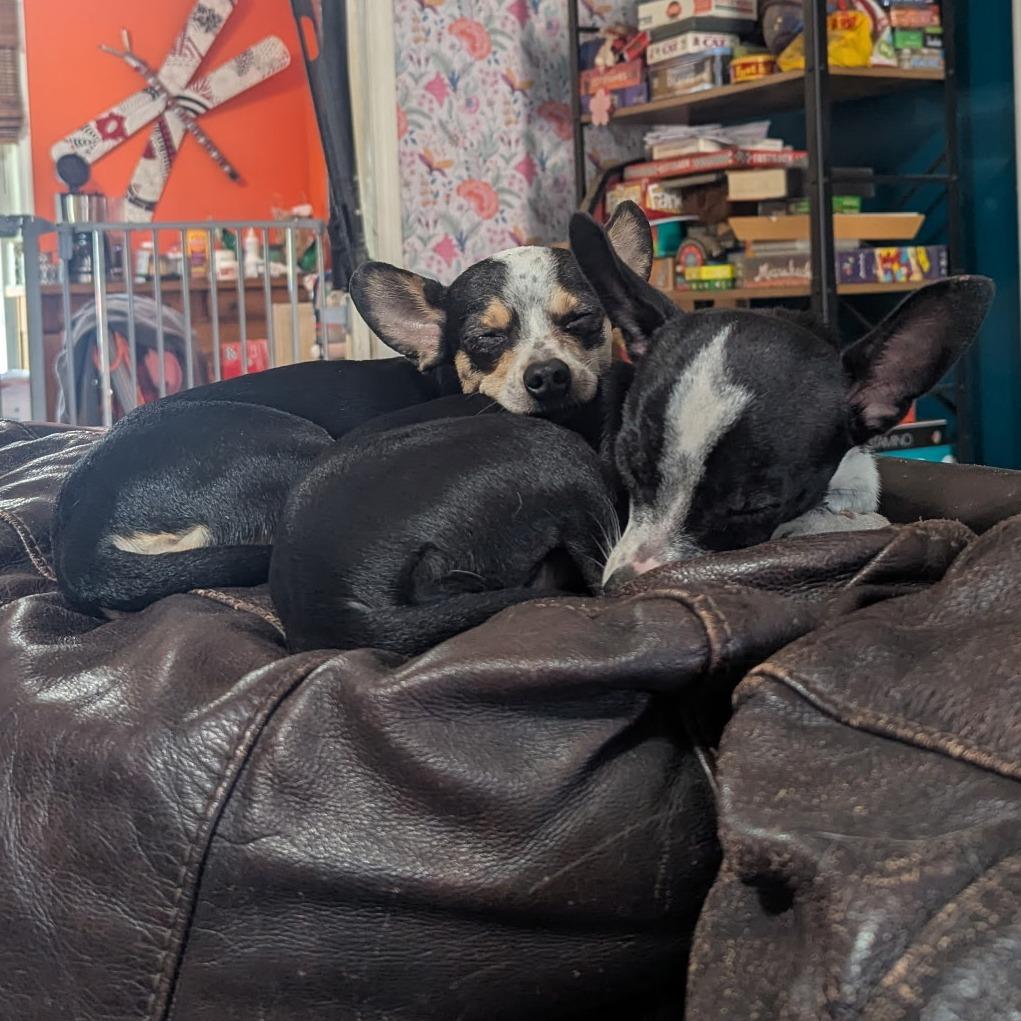 Enlarge Sweetie Pie, an adopted Chihuahua in Wilmington, NC image 6/6