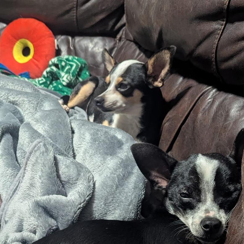 Enlarge Sweetie Pie, an adopted Chihuahua in Wilmington, NC image 4/6