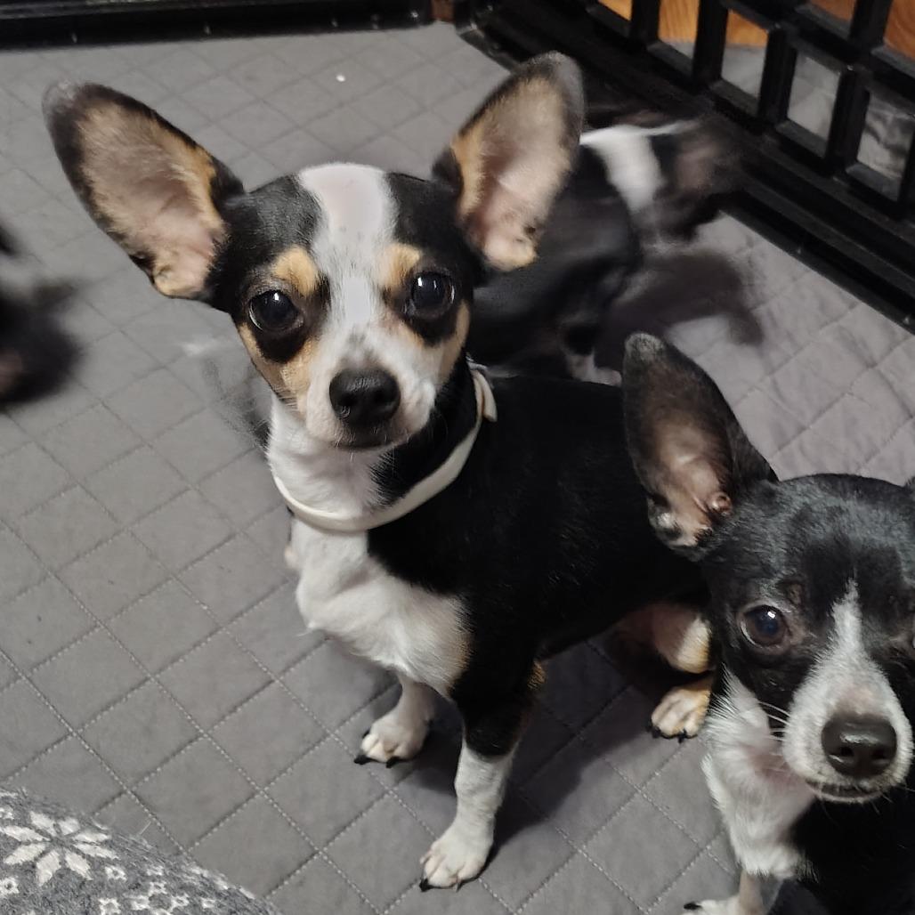 Enlarge Sweetie Pie, an adopted Chihuahua in Wilmington, NC image 2/6