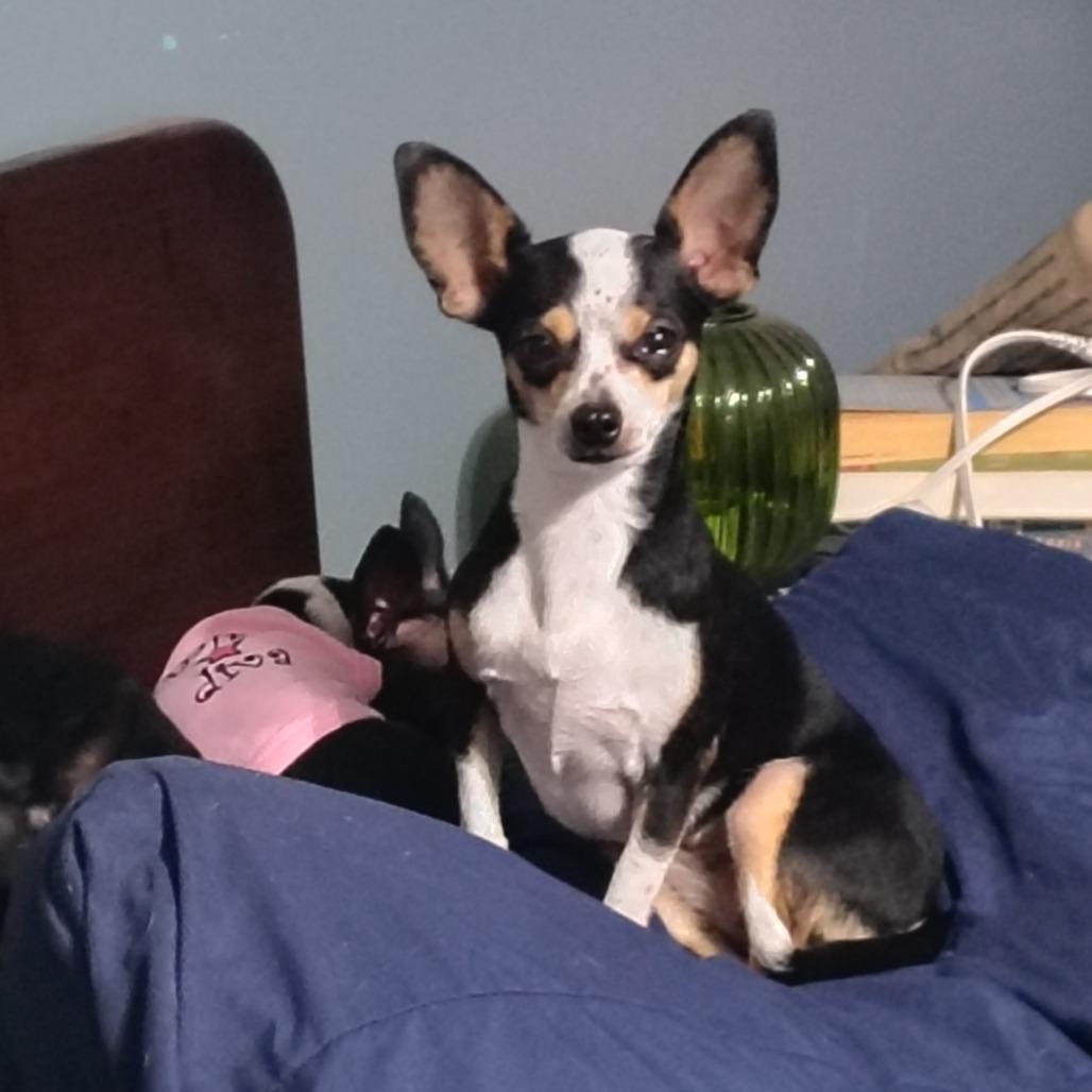 Enlarge Sweetie Pie, an adopted Chihuahua in Wilmington, NC image 5/6