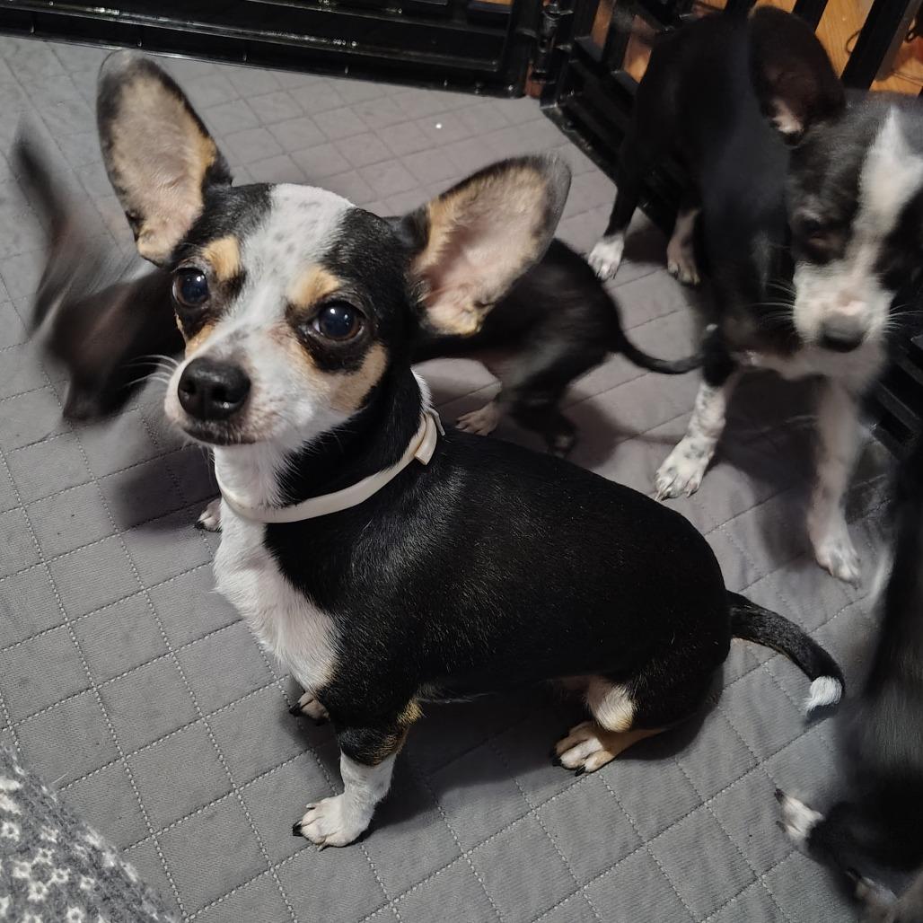 Enlarge Sweetie Pie, an adopted Chihuahua in Wilmington, NC image 1/6