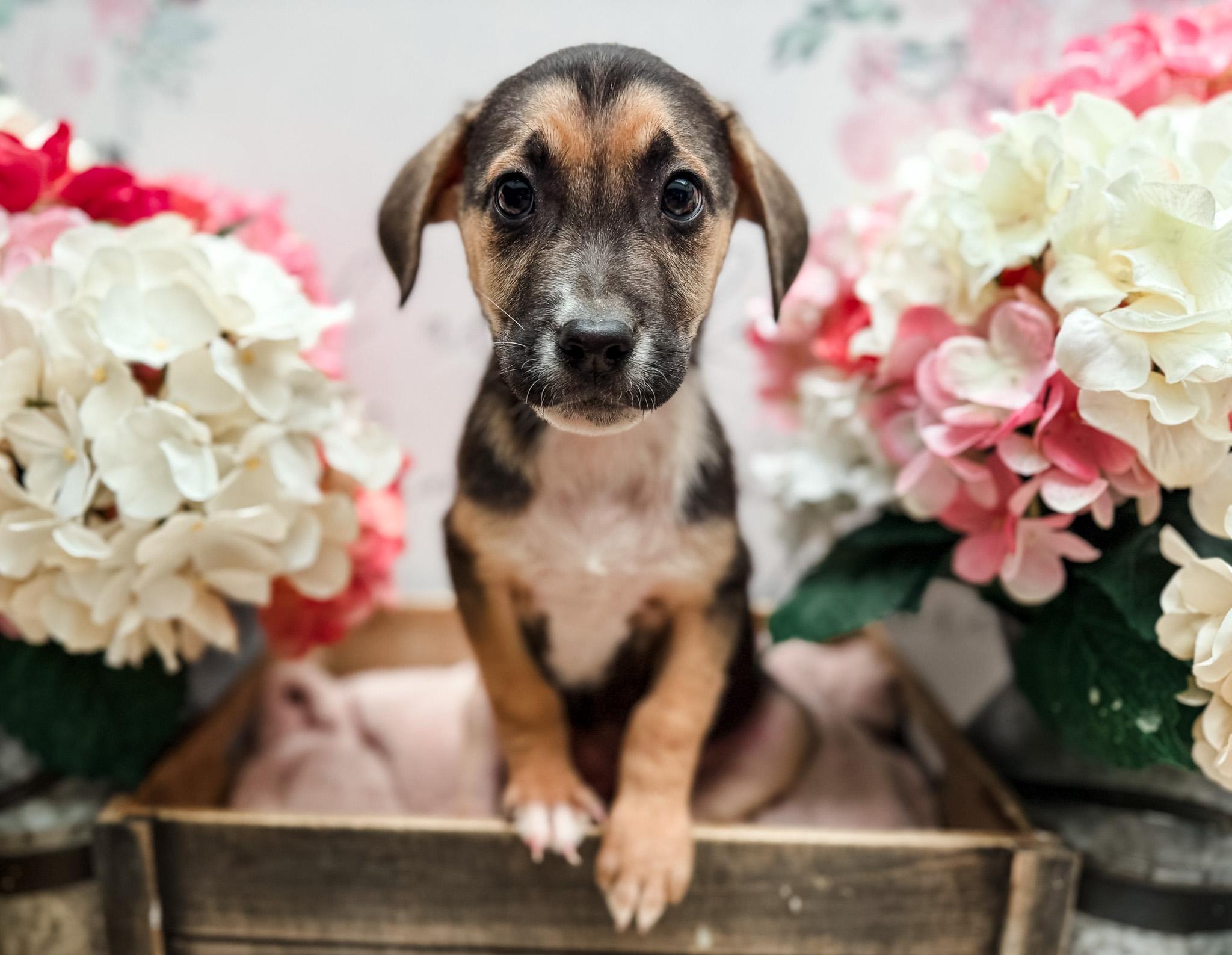 Enlarge Manx (Max) , an adopted mixed breed in Newberg, OR image 1/1