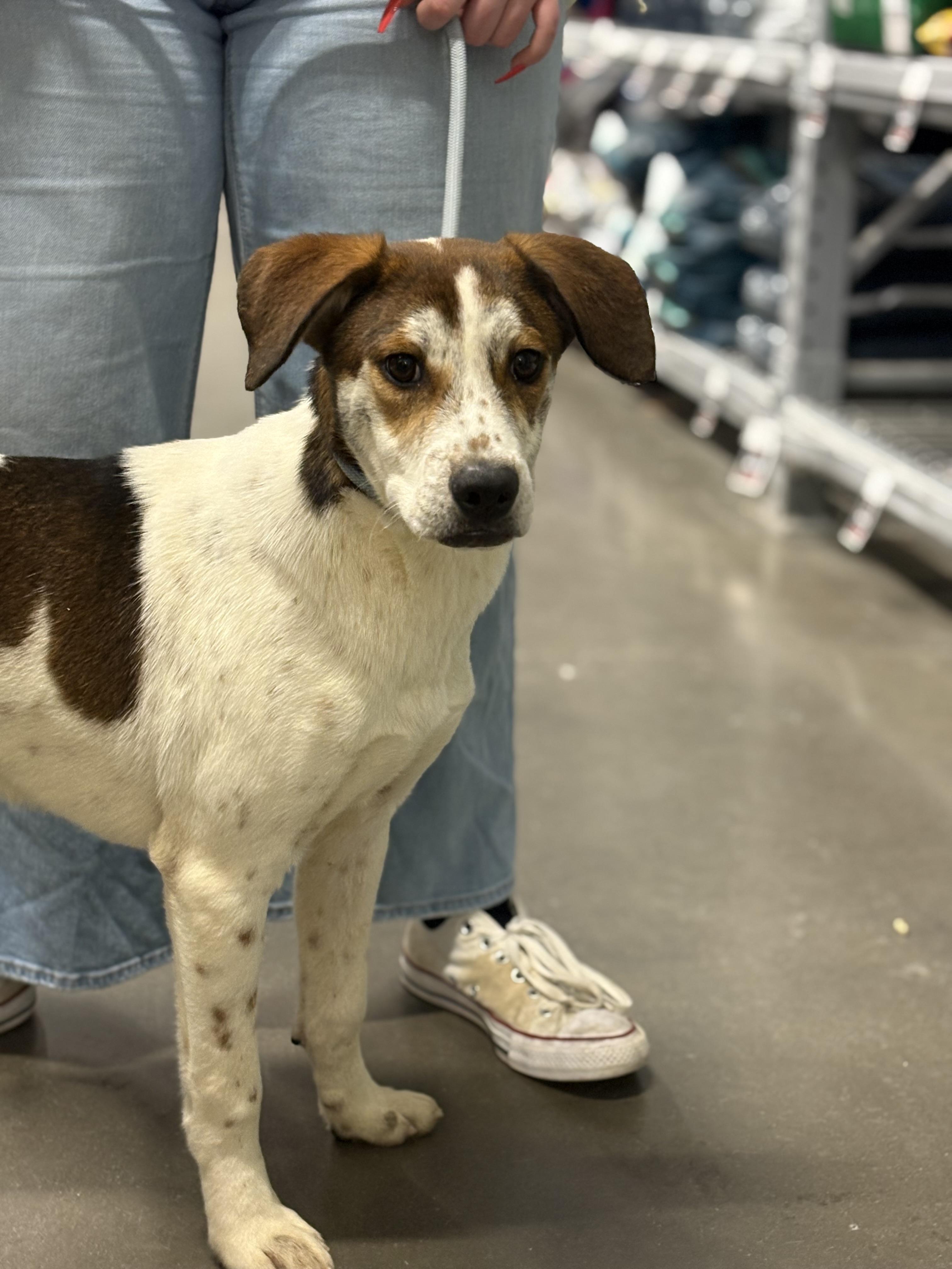 Enlarge Hero, a Adoptable mixed breed in Zimmerman, MN image 1/3