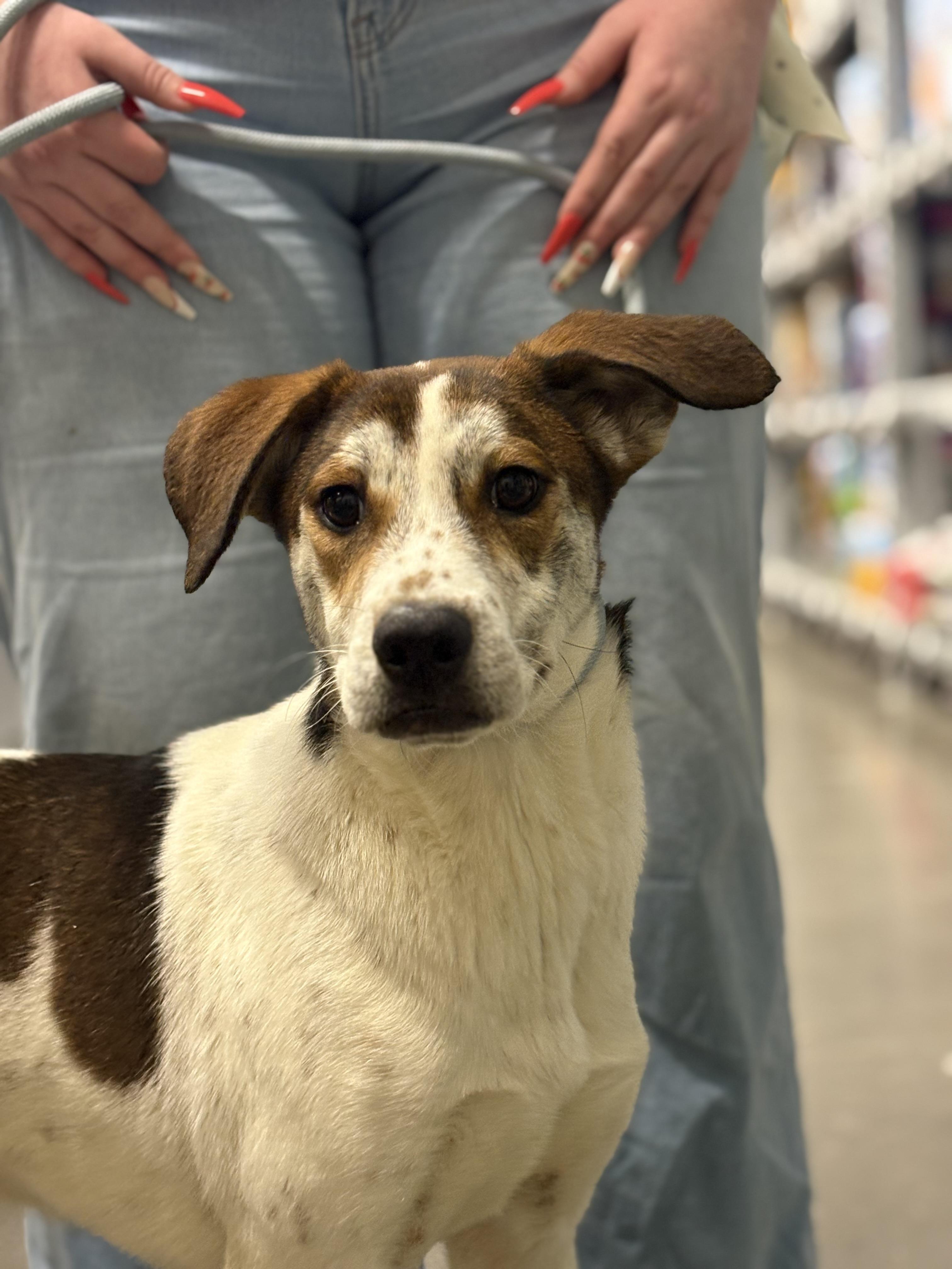 Enlarge Hero, a Adoptable mixed breed in Zimmerman, MN image 2/3