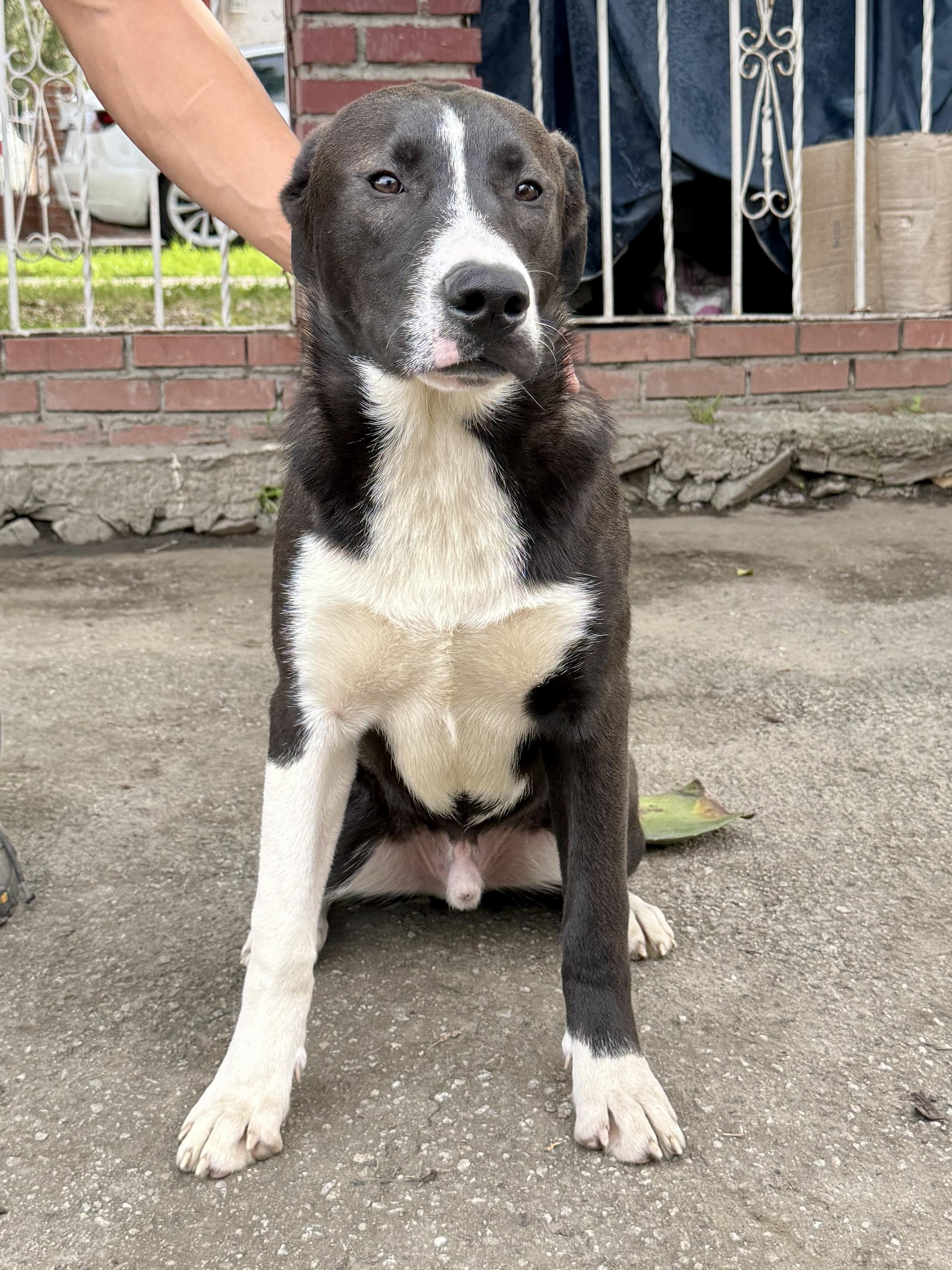 Enlarge Tyson, a Adoptable mixed breed in West Hollywood, CA image 3/3