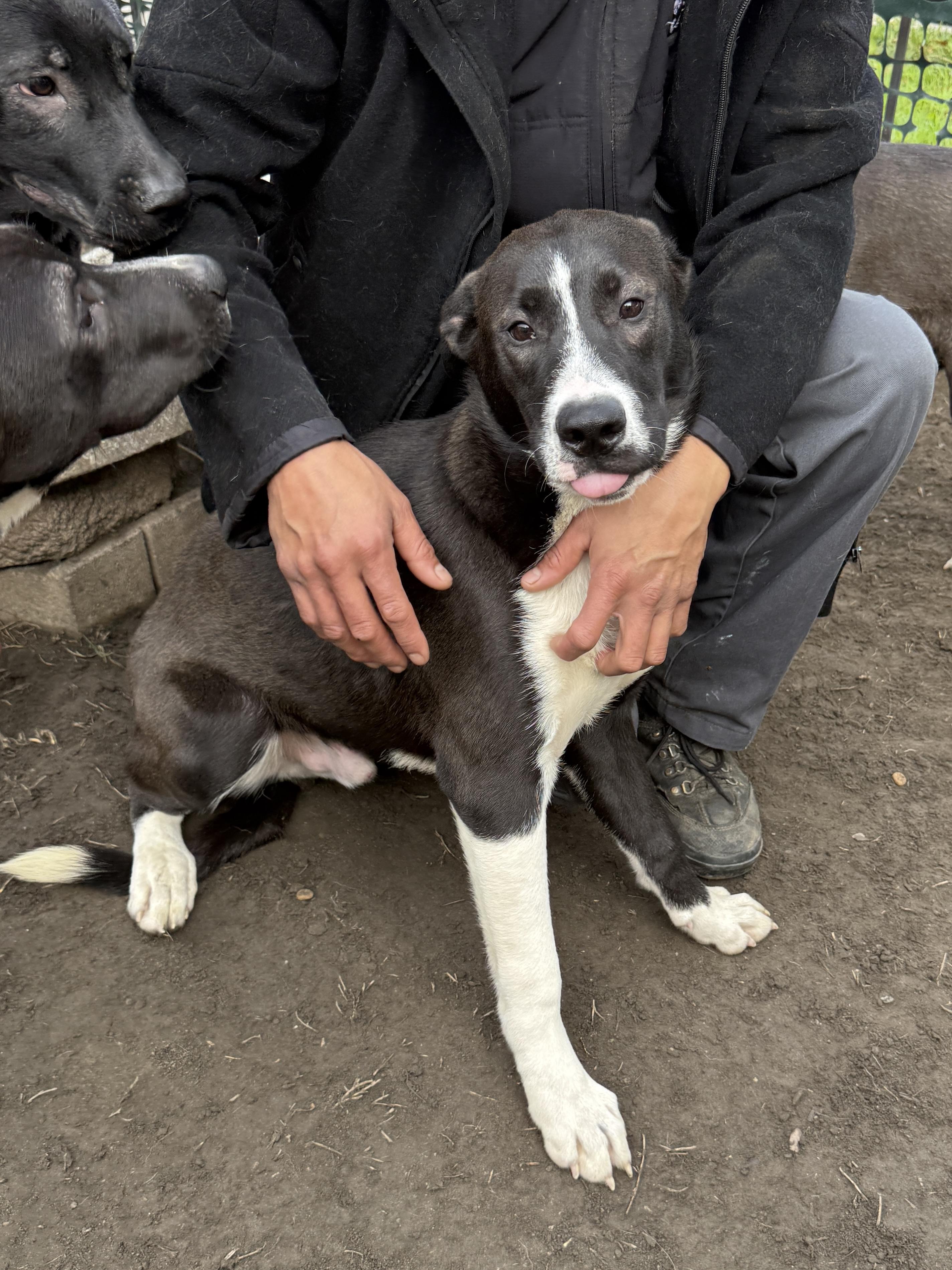 Enlarge Tyson, a Adoptable mixed breed in West Hollywood, CA image 2/3