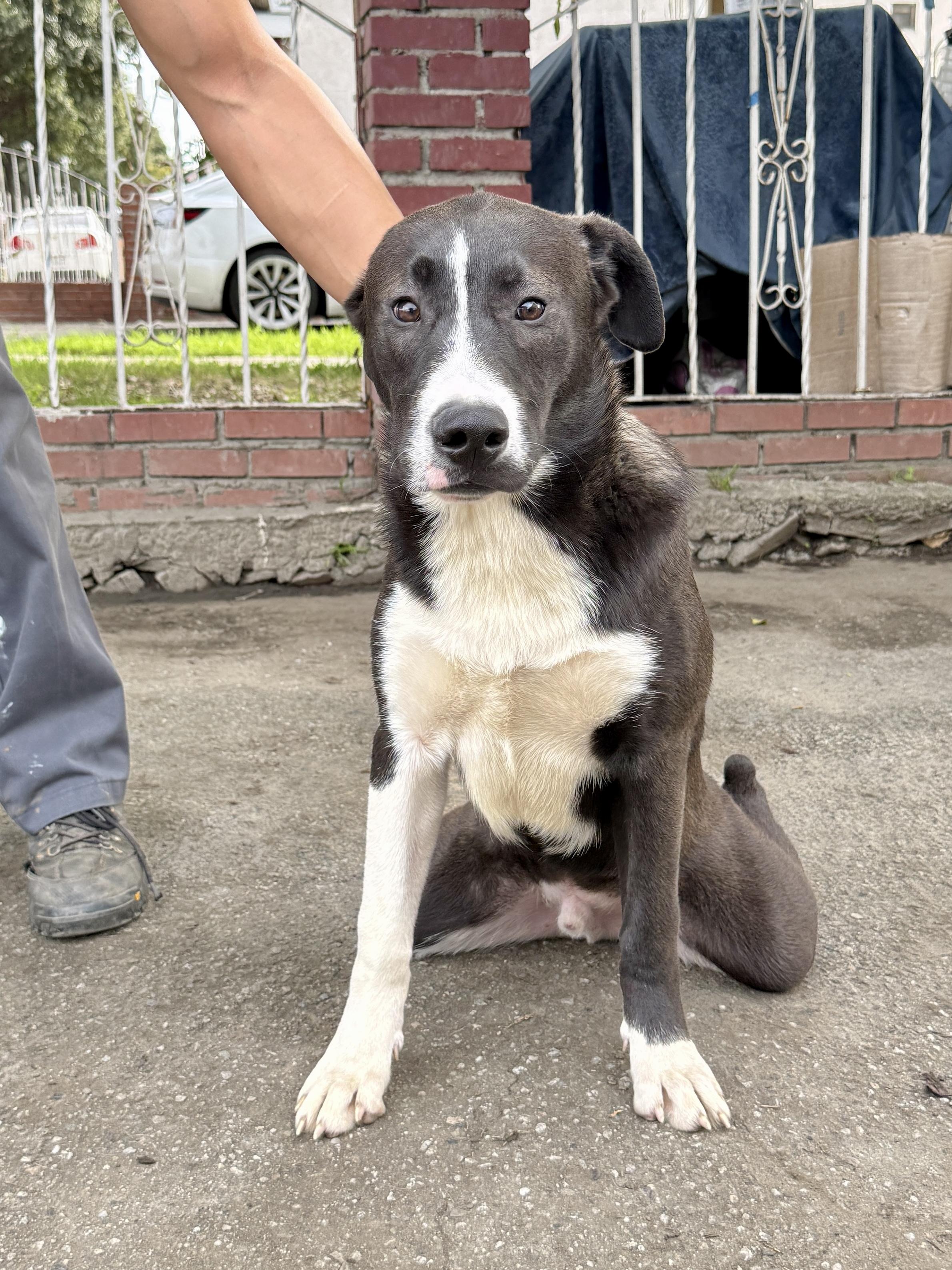 Enlarge Tyson, a Adoptable mixed breed in West Hollywood, CA image 1/3