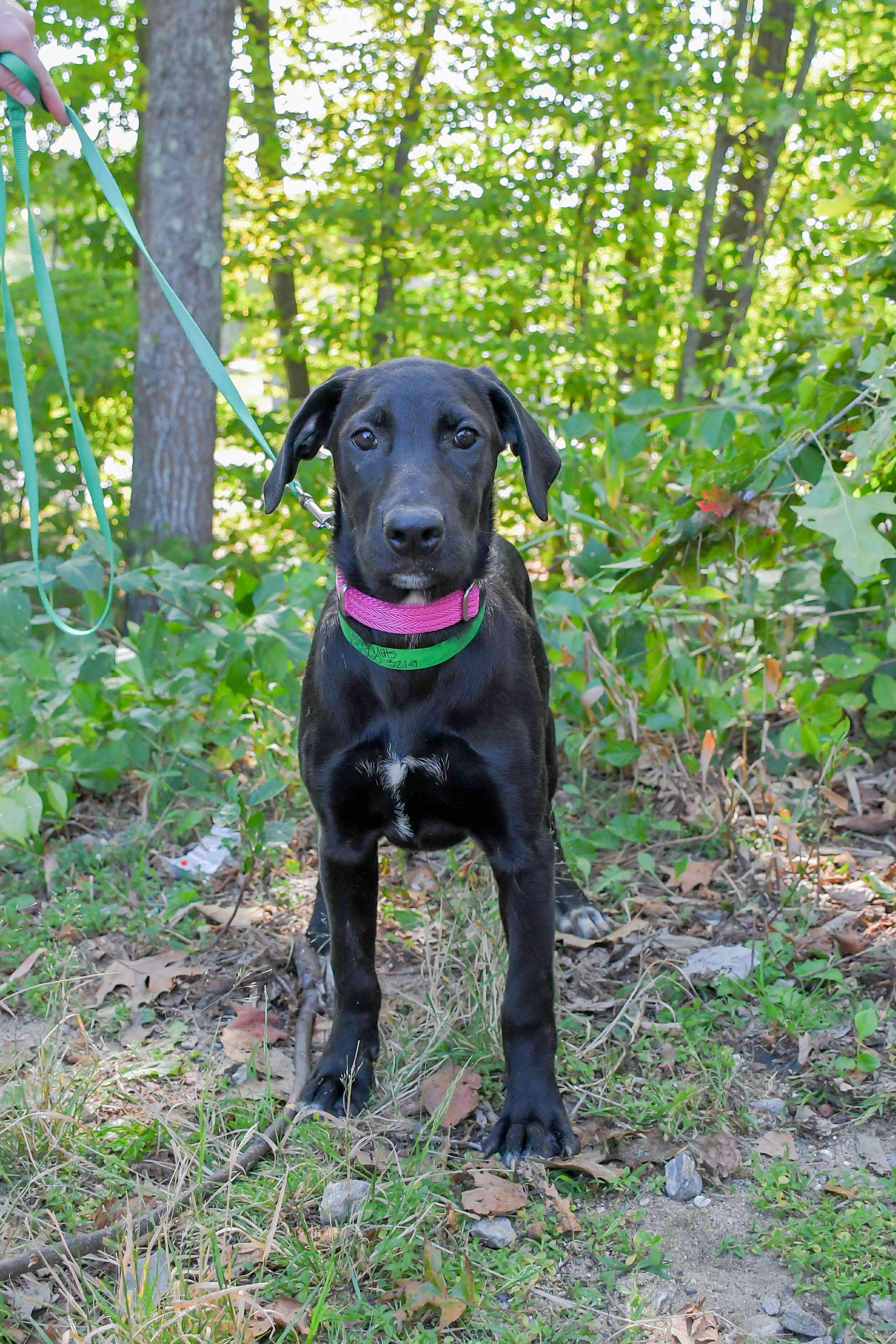 ($300 adoption fee)Pumpkin in NH! Come Meet our Adoptable Dogs Wednesday-Saturday. More info in Bio!
