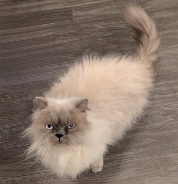 LILY PURL, an adoptable Himalayan in Mequon, WI, 53092 | Photo Image 5