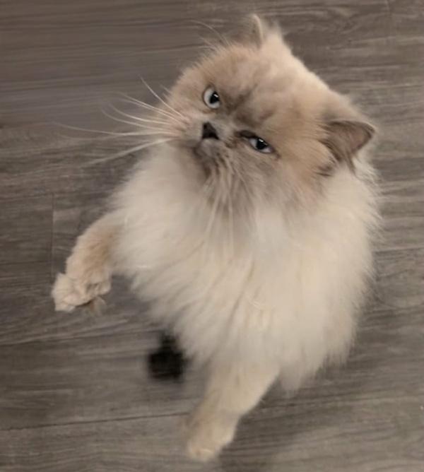 LILY PURL, an adoptable Himalayan in Mequon, WI, 53092 | Photo Image 1