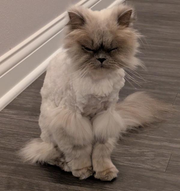 LILY PURL, an adoptable Himalayan in Mequon, WI, 53092 | Photo Image 3