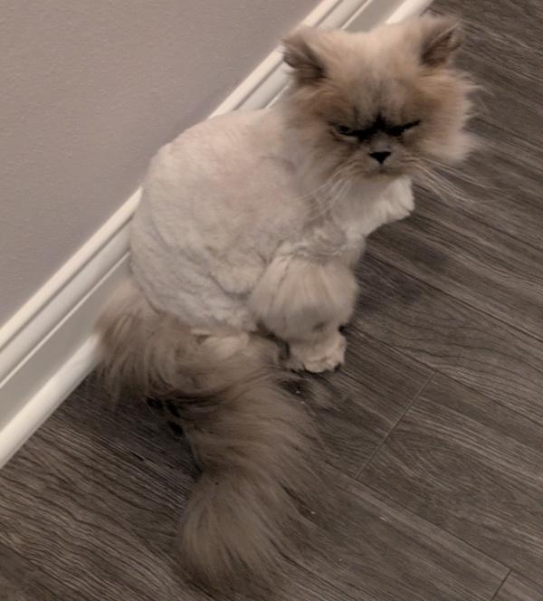 LILY PURL, an adoptable Himalayan in Mequon, WI, 53092 | Photo Image 2