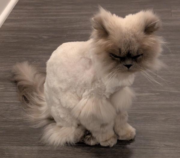 LILY PURL, an adoptable Himalayan in Mequon, WI, 53092 | Photo Image 6