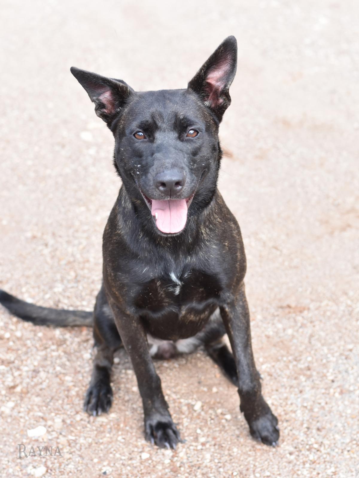 Rayna, an adopted mixed breed in Salt Lake City, UT image 5/6