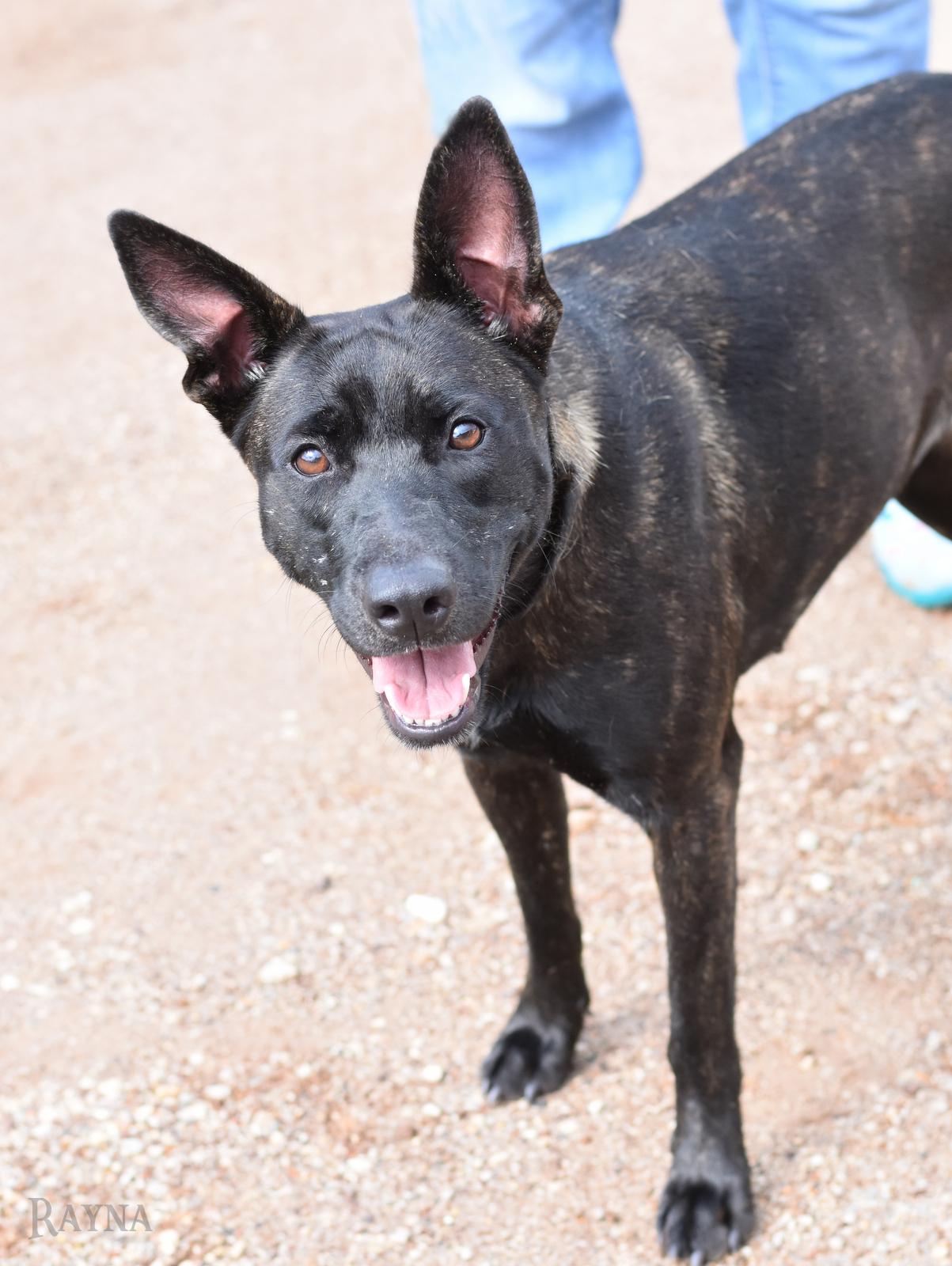 Rayna, an adopted mixed breed in Salt Lake City, UT image 3/6