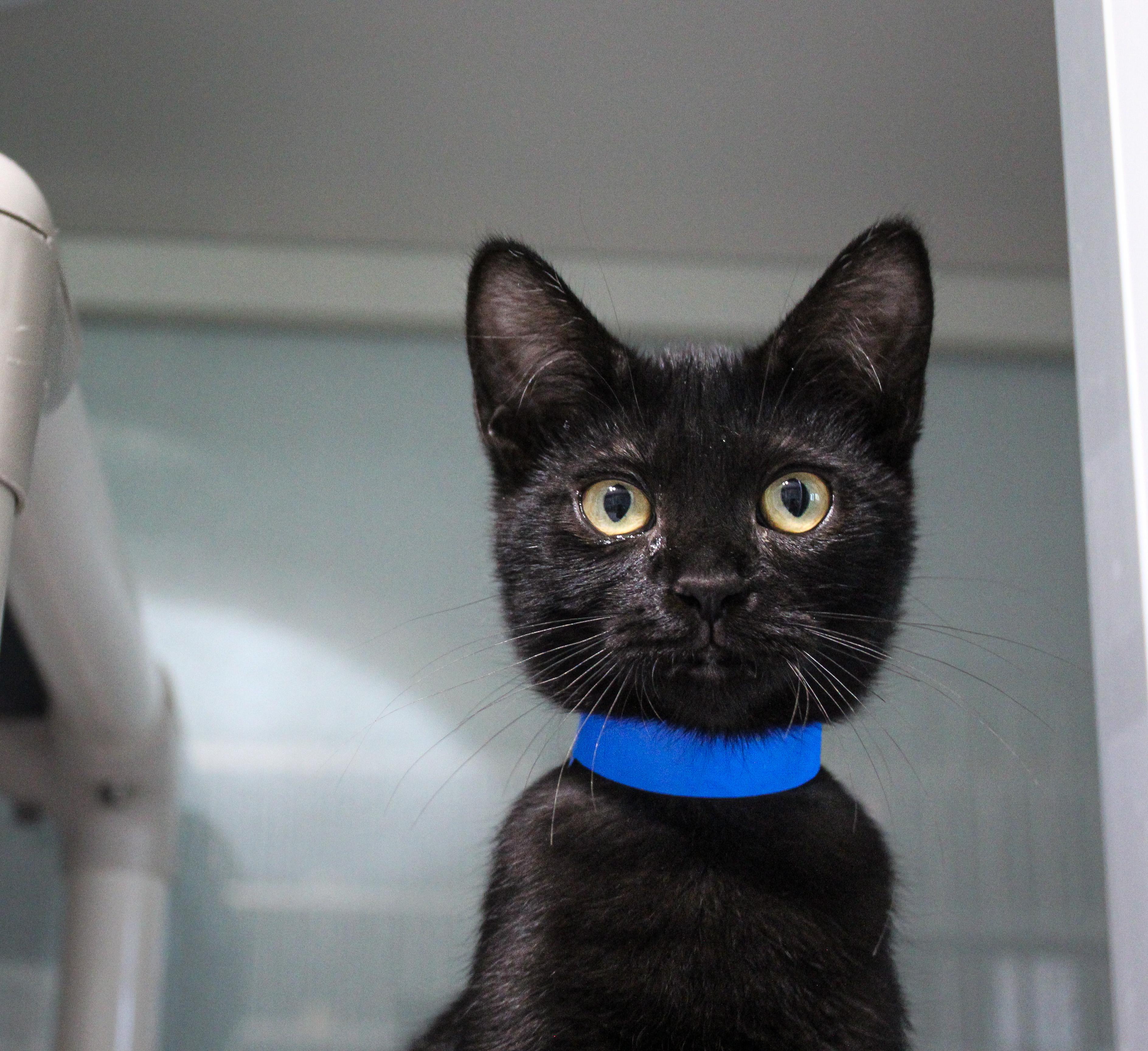 Garlic, Parmesan and Pesto, a ADOPTABLE Domestic Short Hair in Hutchinson, MN image 5/5