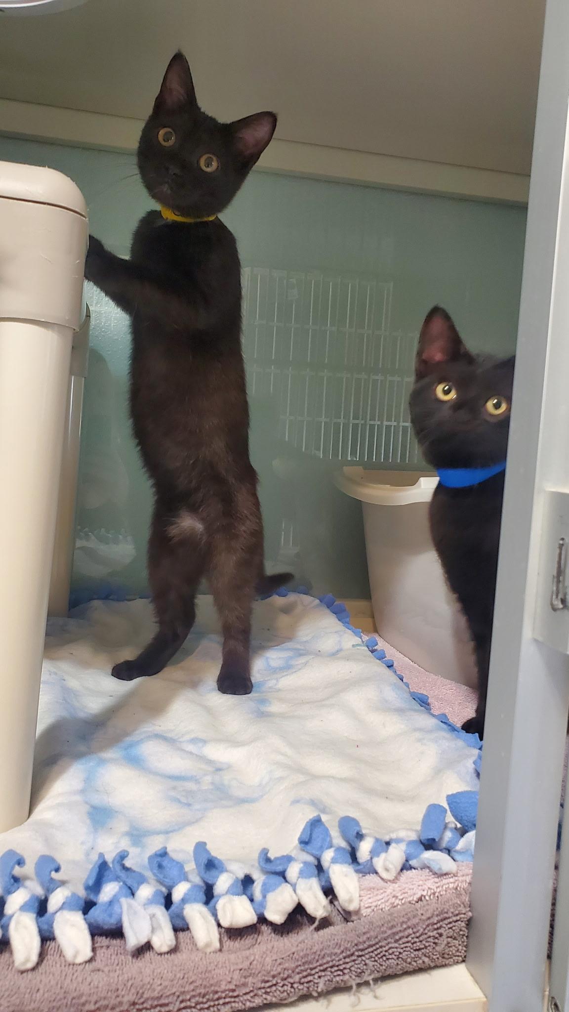 Garlic, Parmesan and Pesto, a ADOPTABLE Domestic Short Hair in Hutchinson, MN image 3/5