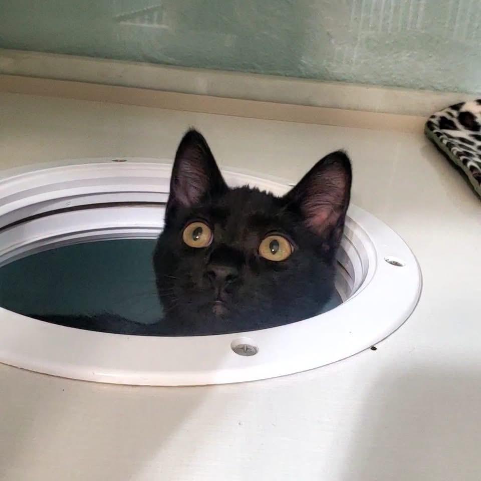Garlic, Parmesan and Pesto, a ADOPTABLE Domestic Short Hair in Hutchinson, MN image 2/5