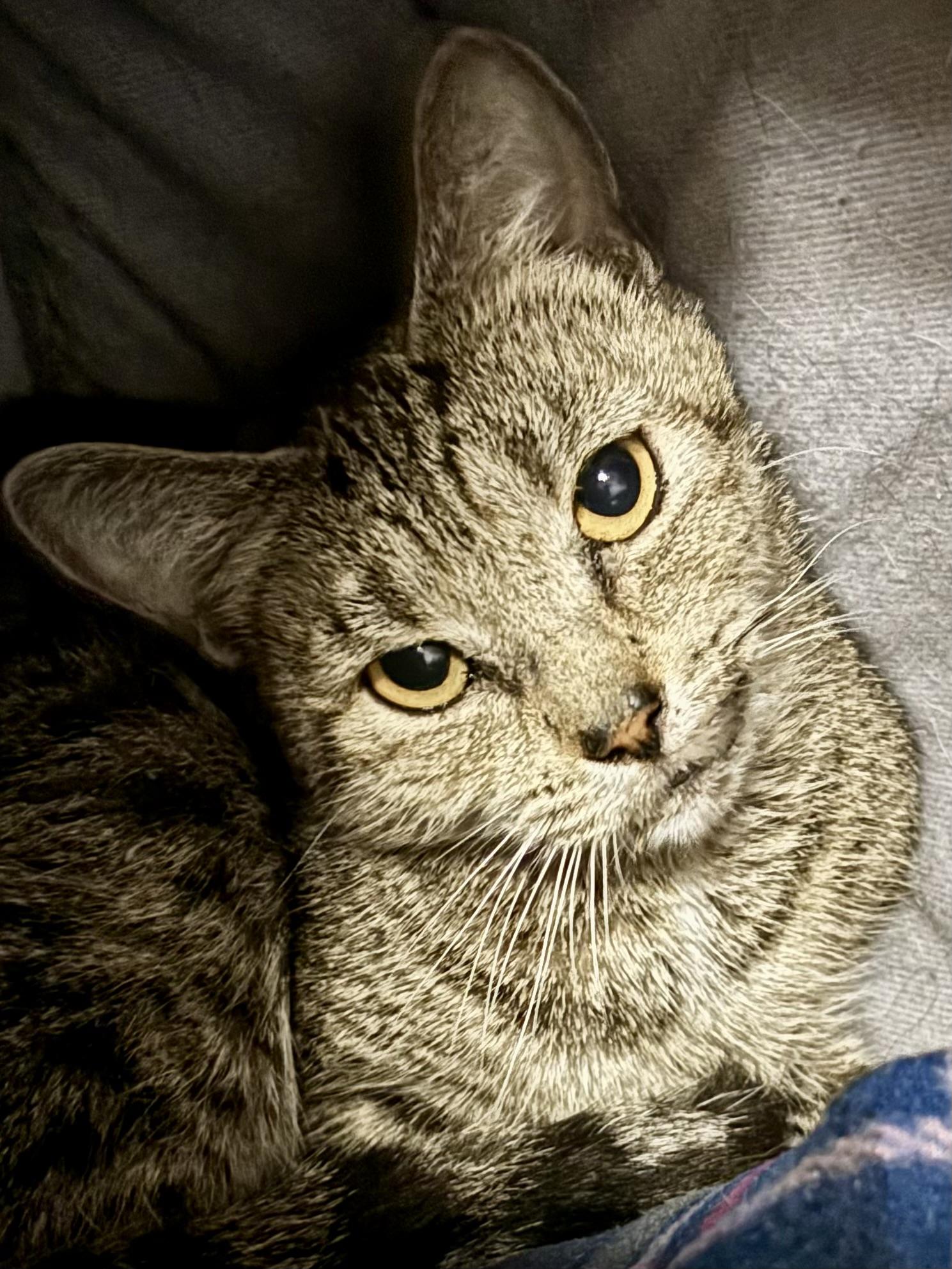 Enlarge Pastina, a Adoptable Domestic Short Hair image 1/3