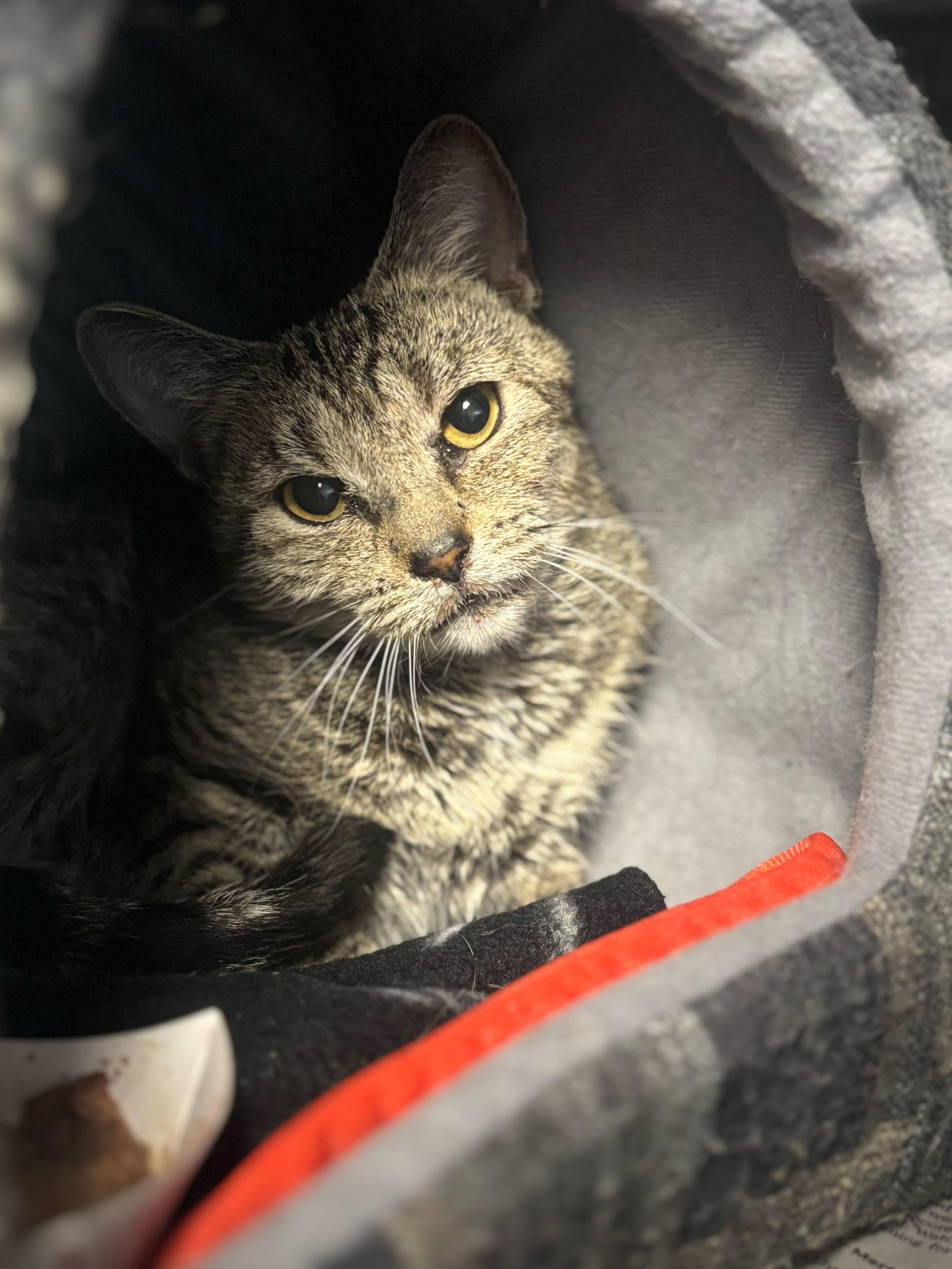 Enlarge Pastina, a Adoptable Domestic Short Hair image 2/3