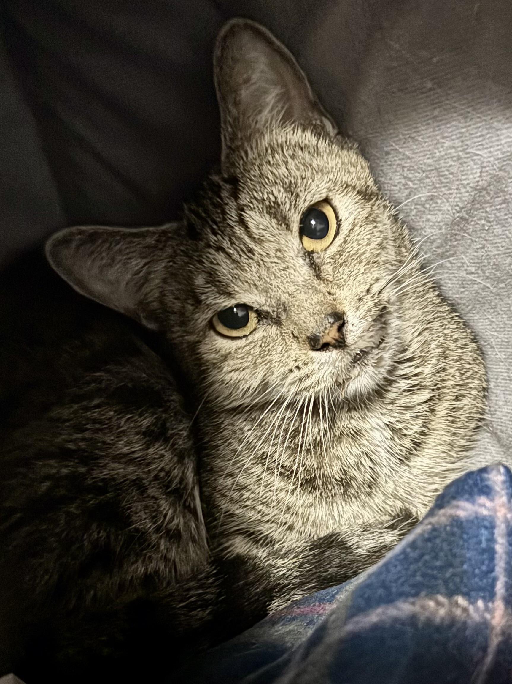 Enlarge Pastina, a Adoptable Domestic Short Hair image 3/3