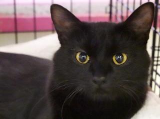 Nala, an adoptable Domestic Medium Hair in Anaconda, MT, 59711 | Photo Image 1