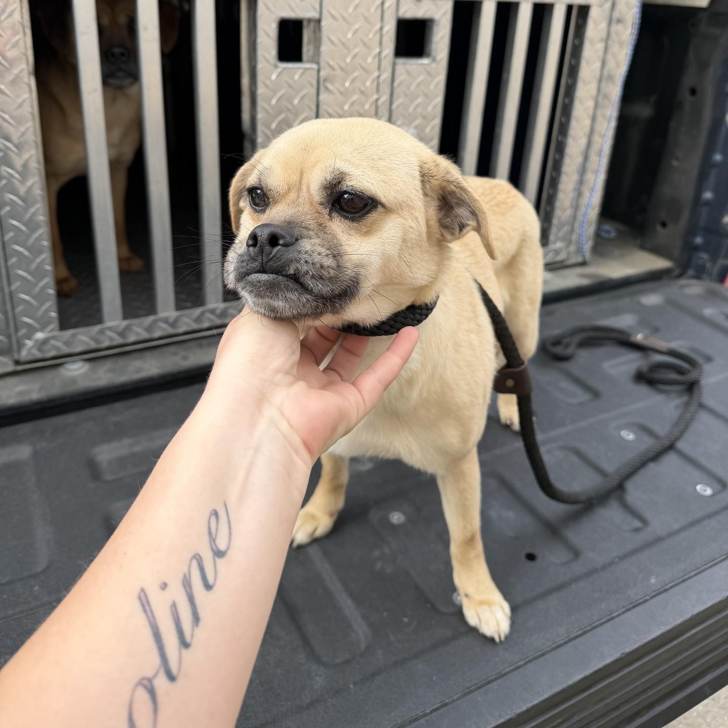 Charm, adopted, Adult Female Pug.