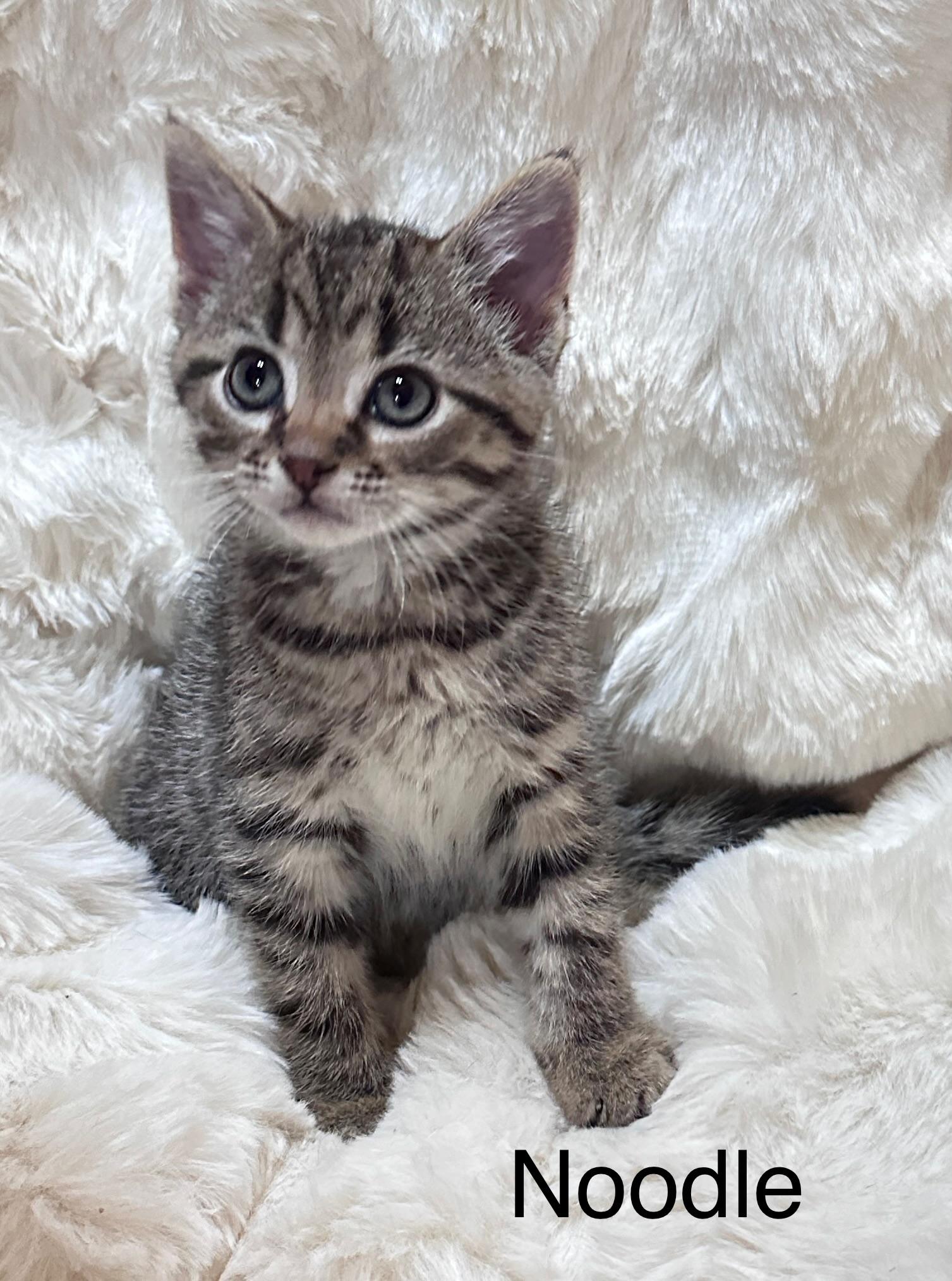 Noodle, Adoptable, Kitten Male Domestic Short Hair.