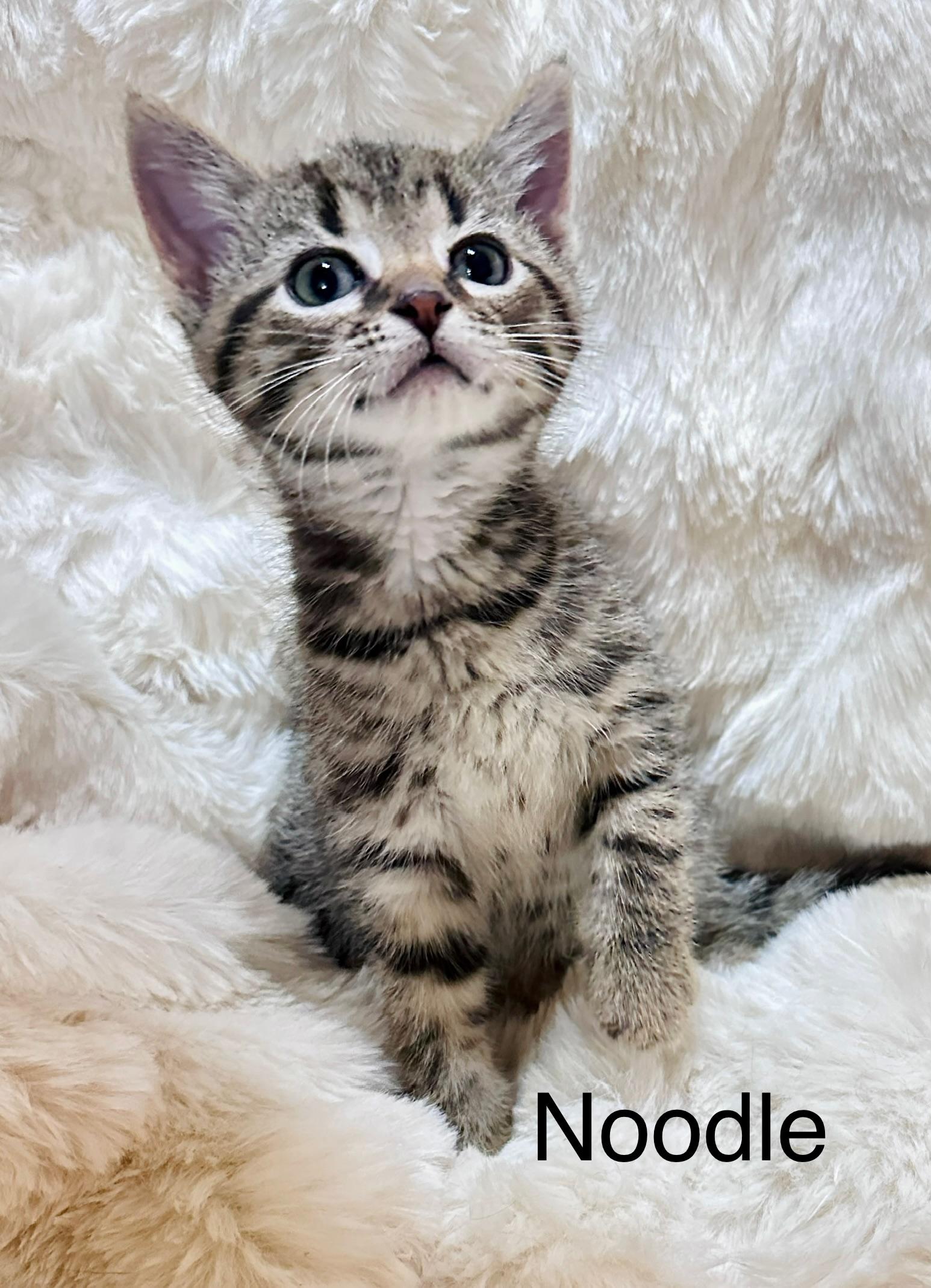 Enlarge Noodle, a Adoptable Domestic Short Hair in South Elgin, IL image 2/2