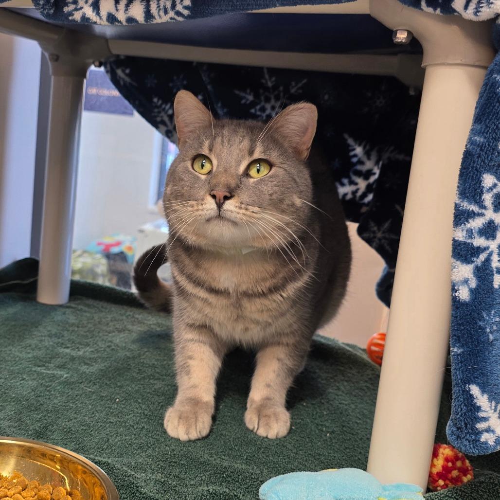 Enlarge Tom, a Adoptable Domestic Short Hair in Fort Wayne, IN image 1/3