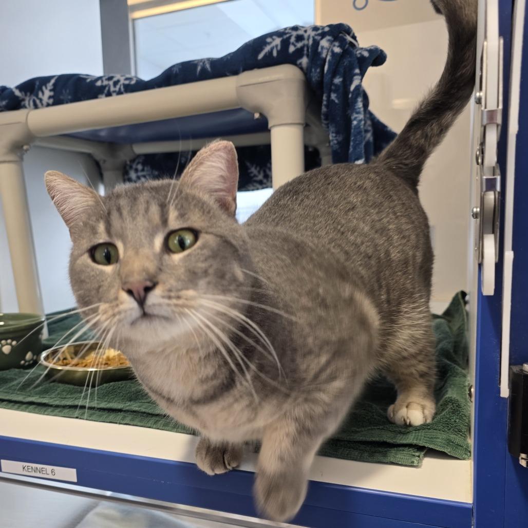 Enlarge Tom, a Adoptable Domestic Short Hair in Fort Wayne, IN image 3/3