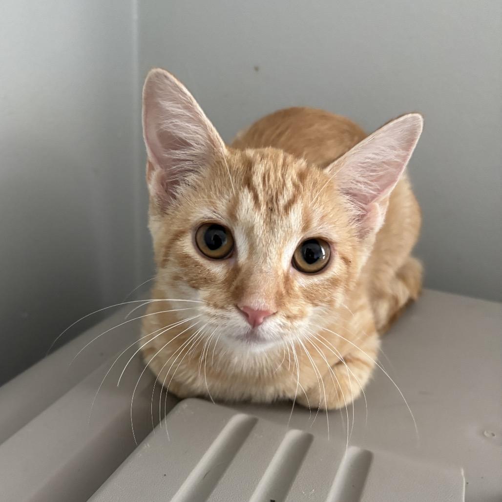 Enlarge Magic, a Adoptable Domestic Short Hair in Columbia, MO image 1/1