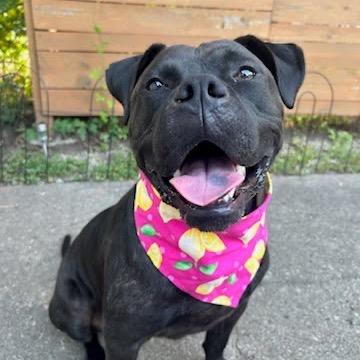 Enlarge Lemon, a Adoptable mixed breed in Northville, MI image 2/5