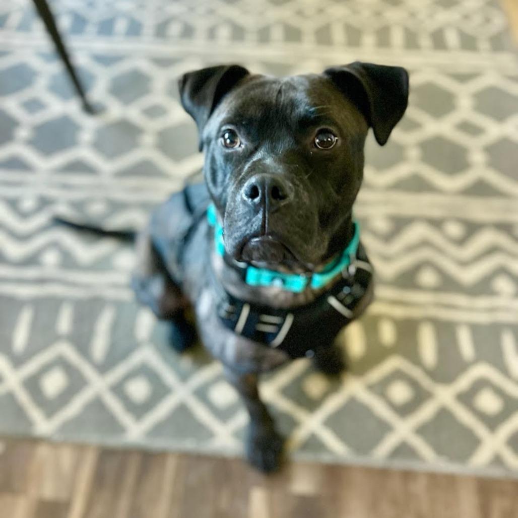 Enlarge Lemon, a Adoptable mixed breed in Northville, MI image 2/5