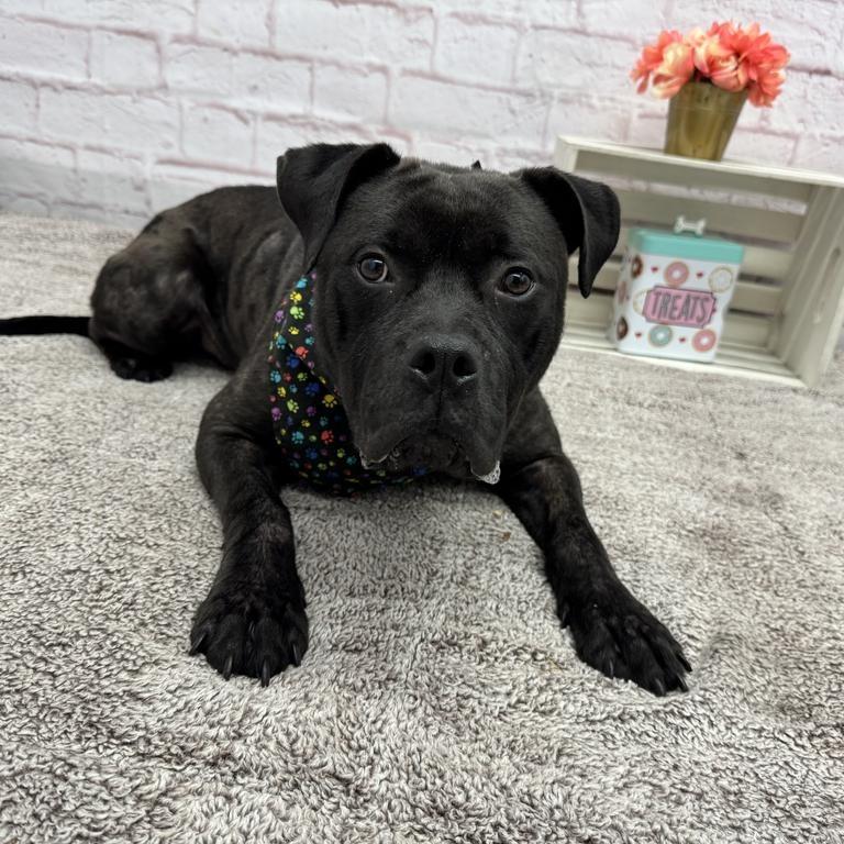 Enlarge Lemon, a Adoptable mixed breed in Northville, MI image 3/5