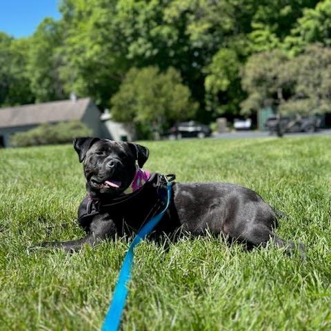 Lemon, a Adoptable mixed breed in Northville, MI image 3/5