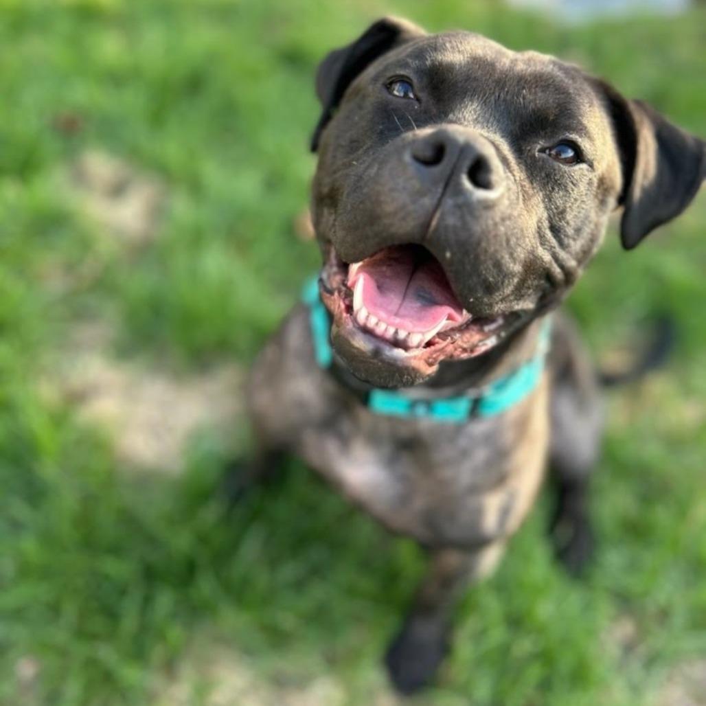 Enlarge Lemon, a Adoptable mixed breed in Northville, MI image 4/5