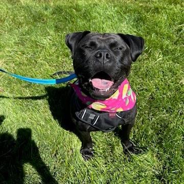 Lemon, a Adoptable mixed breed in Northville, MI image 5/5