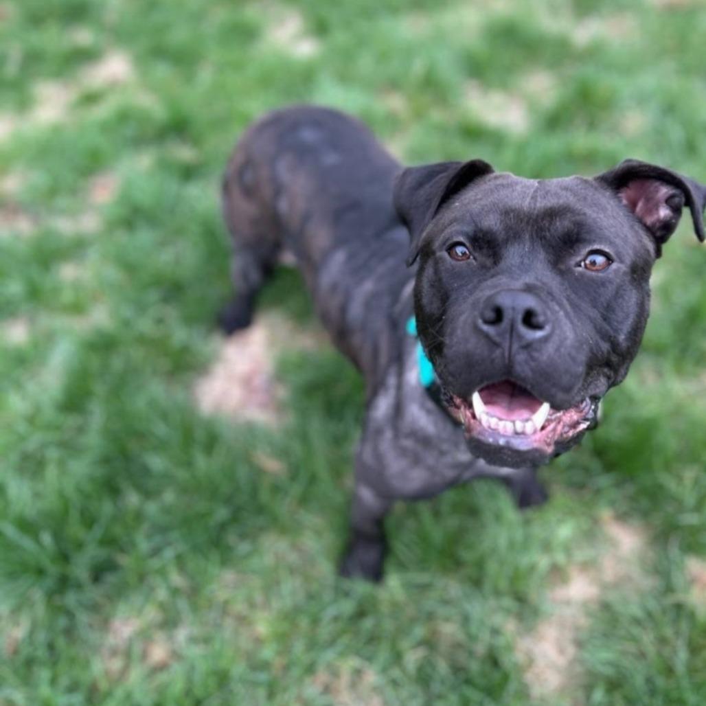 Enlarge Lemon, a Adoptable mixed breed in Northville, MI image 5/5