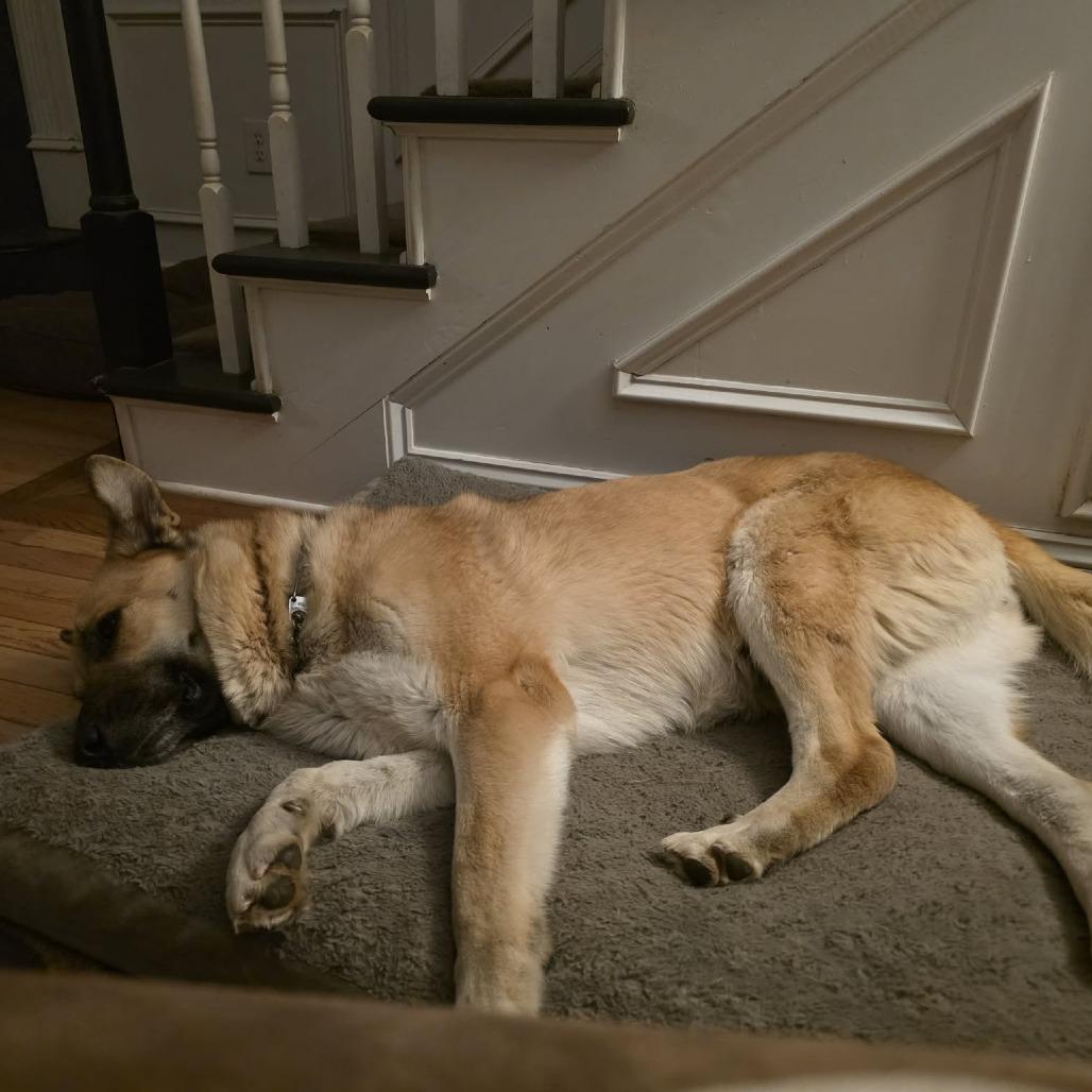 Bad Bunny, Adoptable, Adult Female German Shepherd Dog & Mixed Breed.