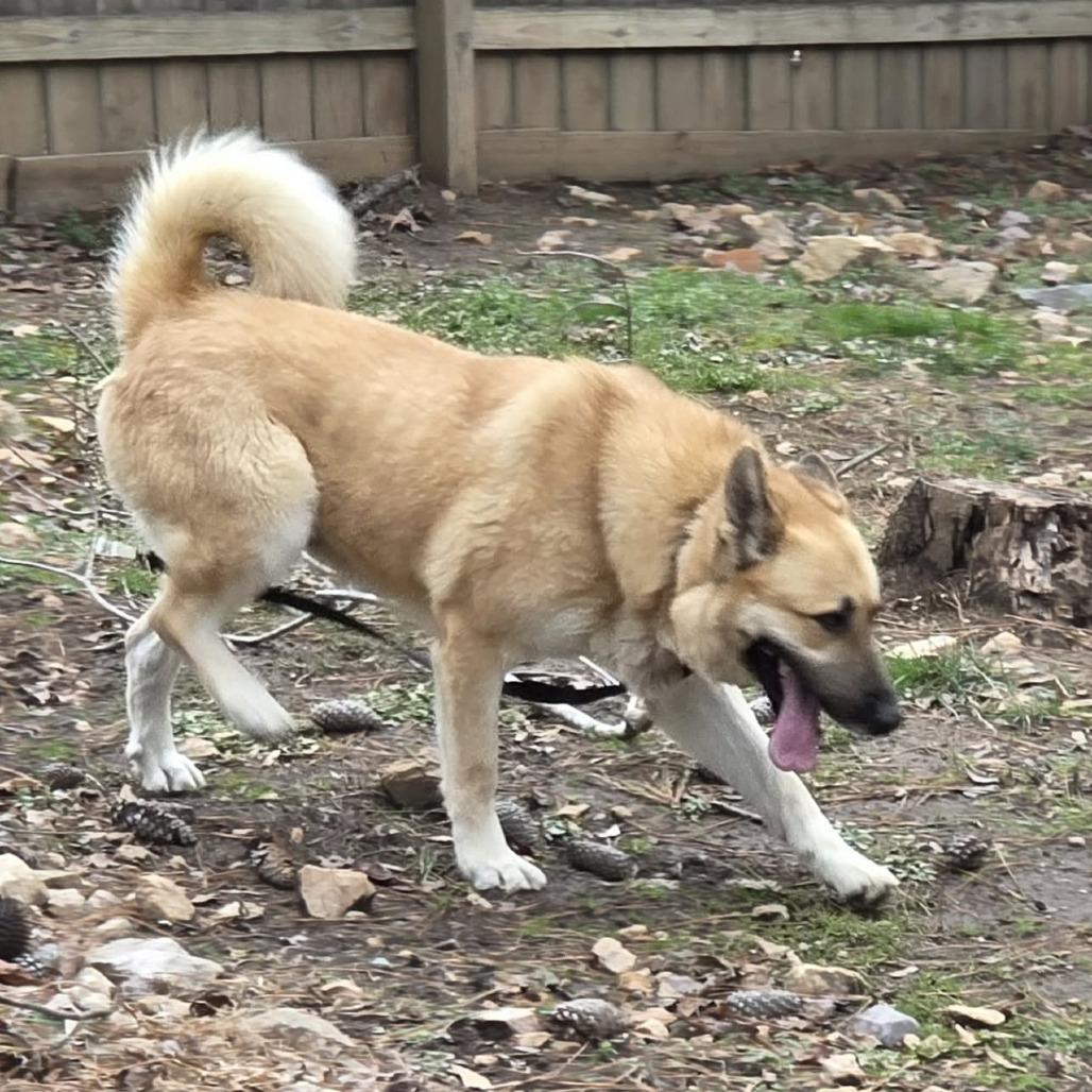 Enlarge Bad Bunny, a Adoptable mixed breed in Raleigh, NC image 2/6