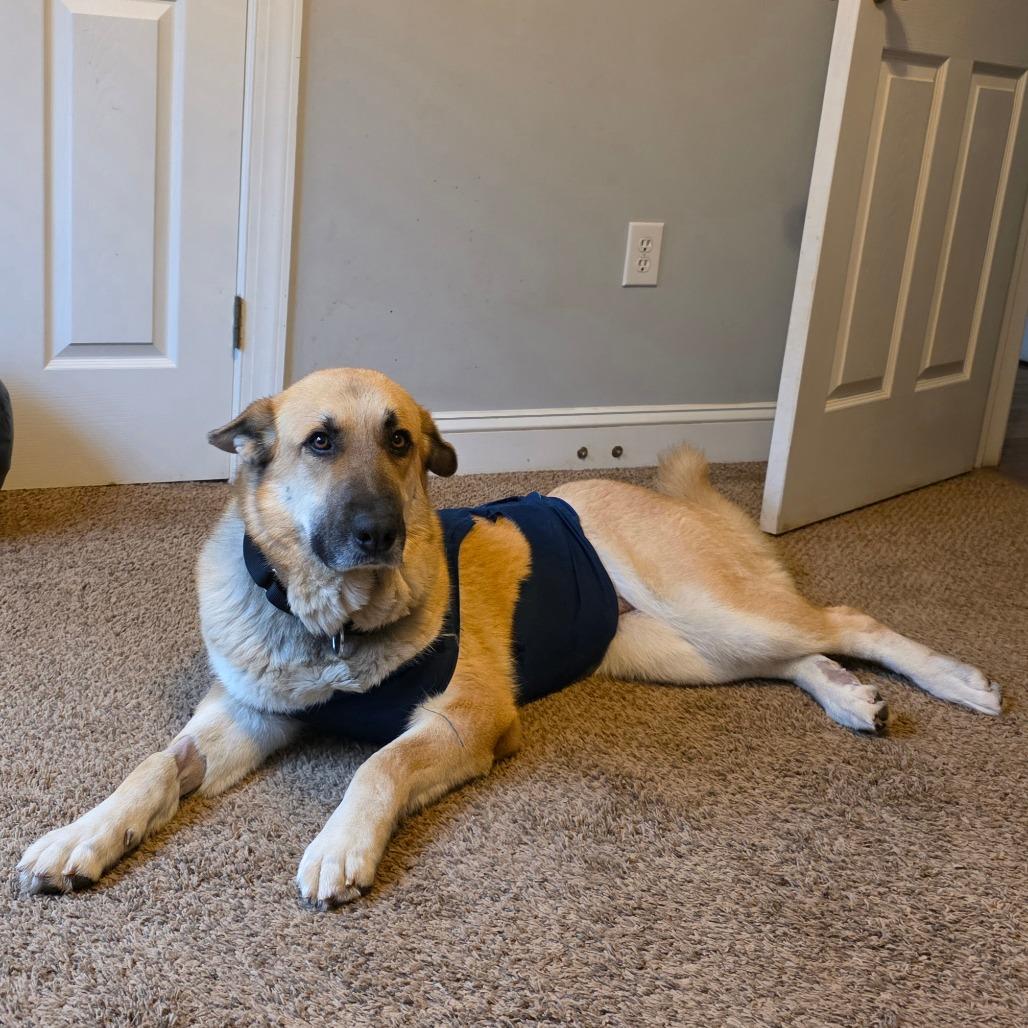 Enlarge Bad Bunny, a Adoptable mixed breed in Raleigh, NC image 3/6